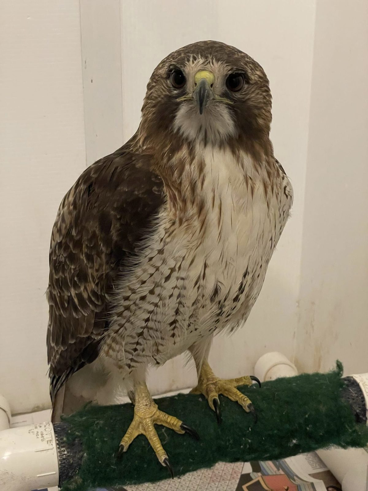 Red-tailed Hawk  The Peregrine Fund